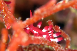 Okenia kondoi, Tropidozoum cellariiforme