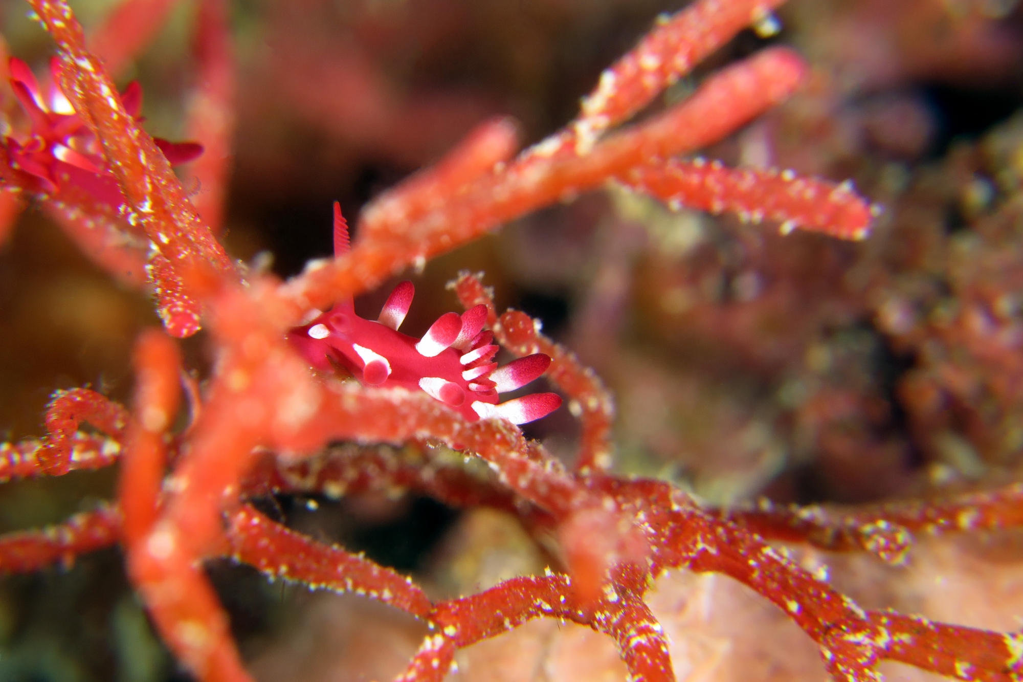 Okenia kondoi, Tropidozoum cellariiforme