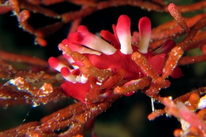 Okenia kondoi, Tropidozoum cellariiforme