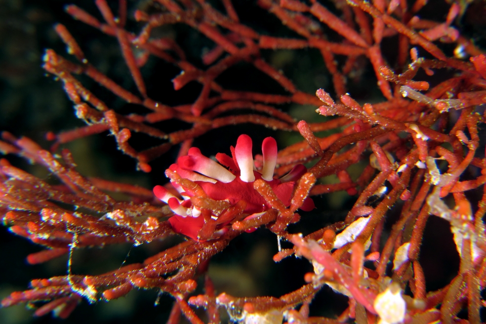 Okenia kondoi, Tropidozoum cellariiforme