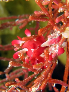 Okenia kondoi ou nakamotoensis, Tropidozoum cellariiforme