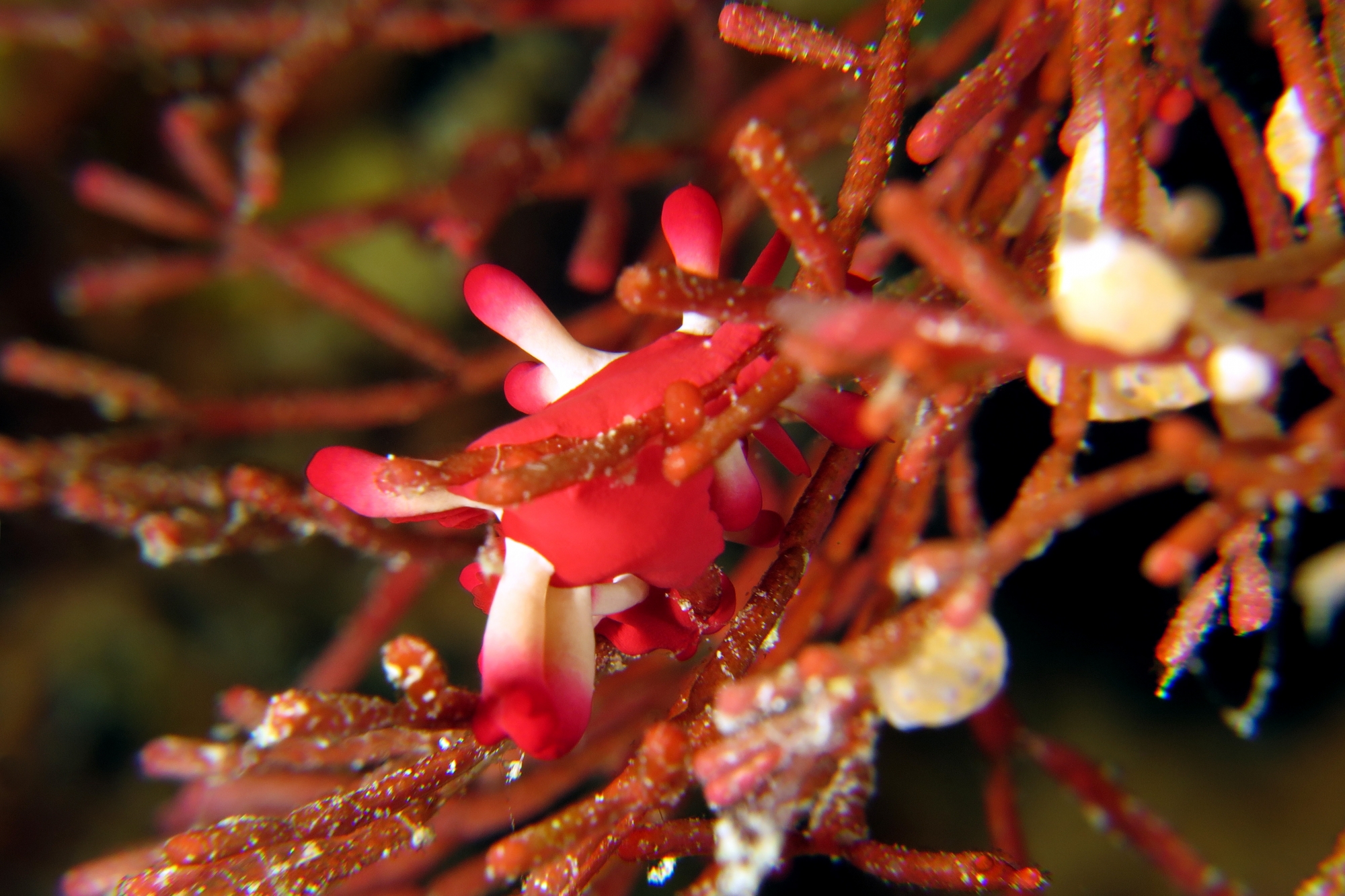 Okenia kondoi ou nakamotoensis, Tropidozoum cellariiforme