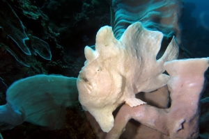 Antennarius commerson, Haliclona fascigera