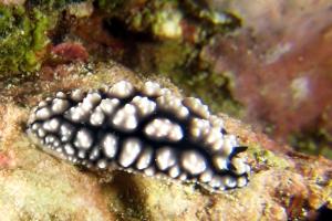 Phyllidiella pustulosa