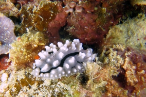 Phyllidiopsis shireenae