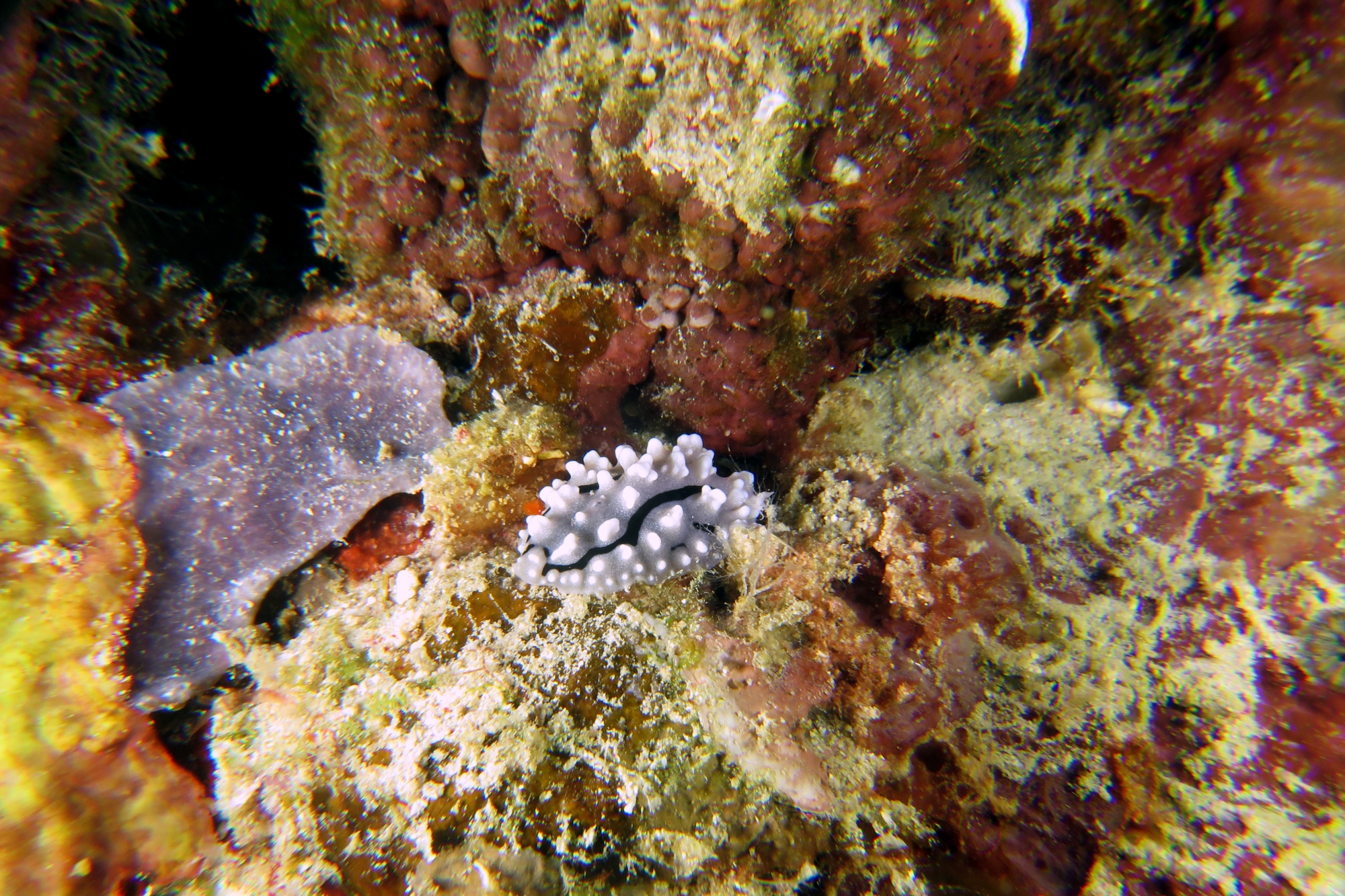 Phyllidiopsis shireenae