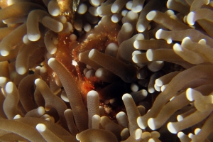 Achaeus japonicus, Euphyllia glabrescens