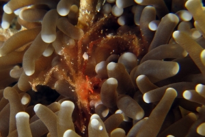 Achaeus japonicus, Euphyllia glabrescens