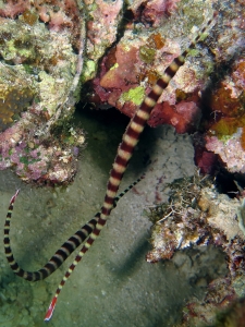 Doryrhamphus dactyliophorus