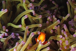 Amphiprion ocellaris, Heteractis magnifica