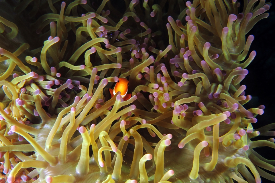 Amphiprion ocellaris, Heteractis magnifica