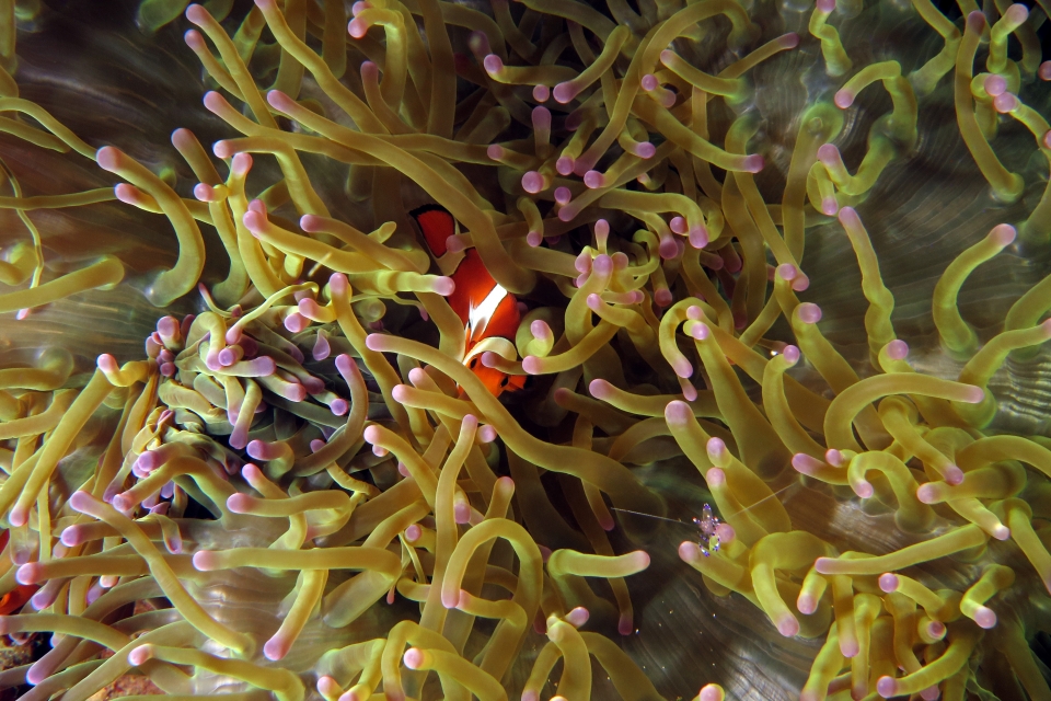 Amphiprion ocellaris, Heteractis magnifica