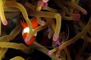 Ancylomenes sarasvati, Amphiprion ocellaris, Heteractis magnifica