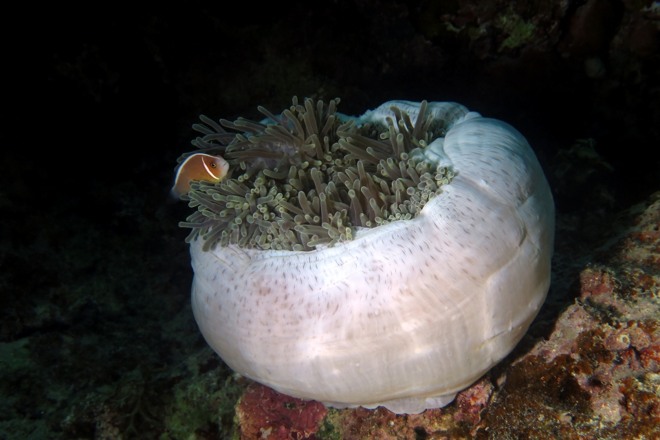 Amphiprion perideraion, Heteractis magnifica