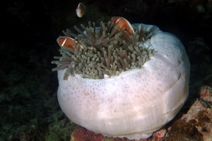 Amphiprion perideraion, Heteractis magnifica