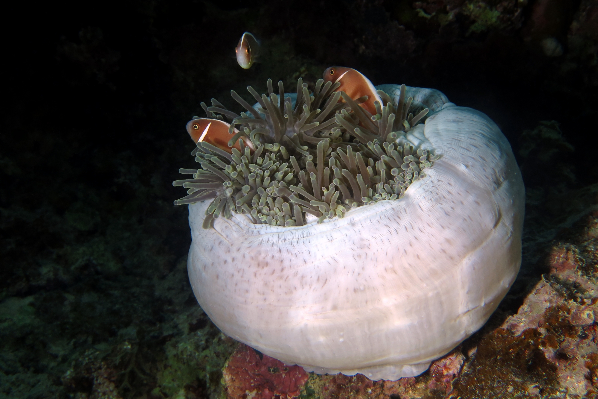 Amphiprion perideraion, Heteractis magnifica