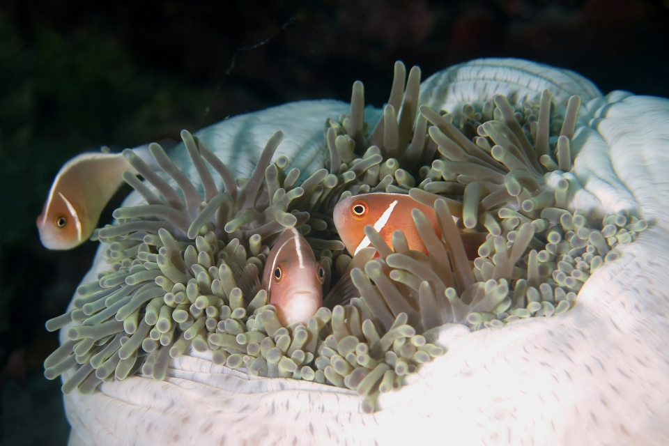 Amphiprion perideraion, Heteractis magnifica