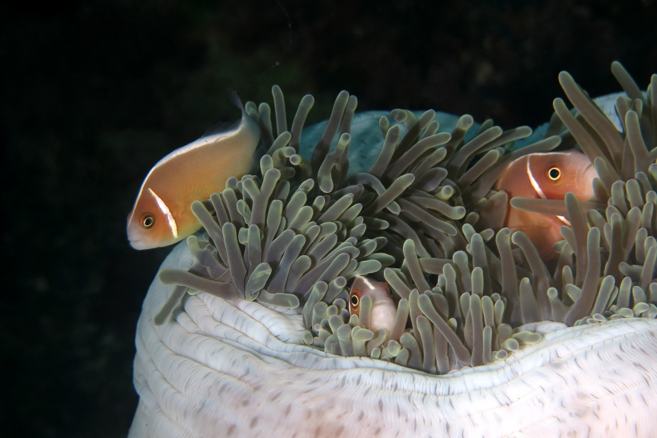 Amphiprion perideraion, Heteractis magnifica