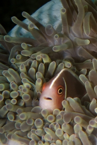 Amphiprion perideraion, Heteractis magnifica, Crevette sp.