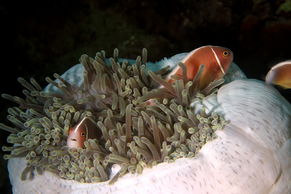 Amphiprion perideraion, Heteractis magnifica, Crevette sp.