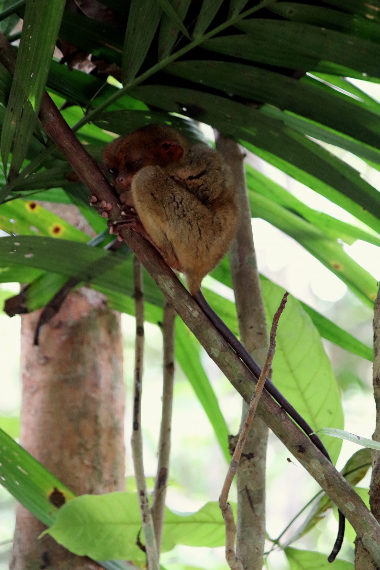 43 IMG_1575+ 13h07 Tarsiers (Bohol)