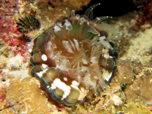 Cynarina lacrymalis