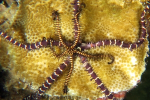 Ophiomastix variabilis, Ophiure indéterminée