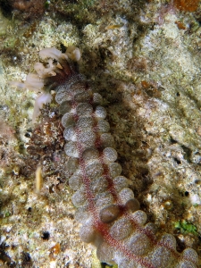 Polyplectana kefersteini