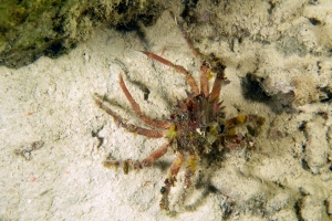 Schizophrys dama