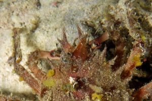 Schizophrys dama