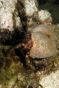 Pagurus hirtimanus