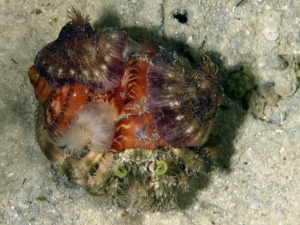 Dardanus deformis