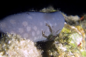 Lissoporcellana sp.