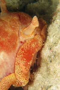 Hexabranchus sanguineus