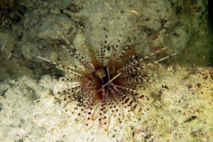 Echinothrix calamaris