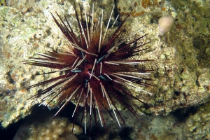 Echinothrix calamaris