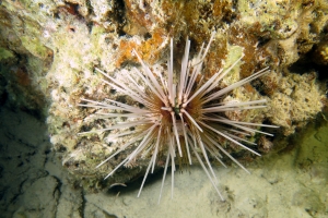 Echinothrix calamaris