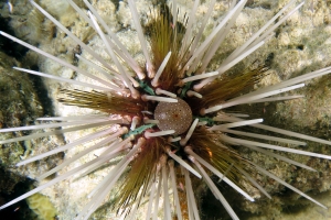 Echinothrix calamaris