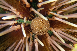 Echinothrix calamaris