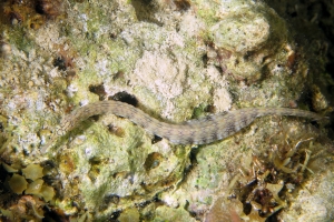 Corythoichthys sp.