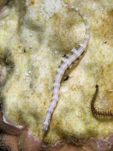 Corythoichthys sp.