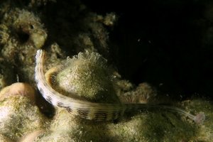 Corythoichthys sp.