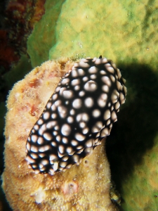 Phyllidiella pustulosa