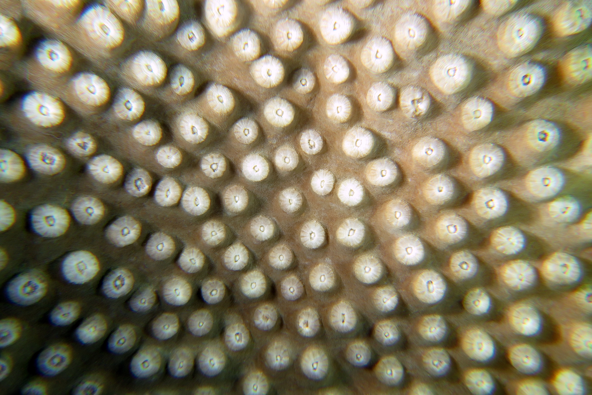 Surface d'un corail dur