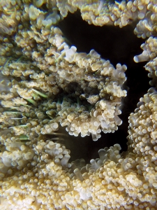 Corail à bulles