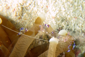 Ancylomenes sarasvati, Heliofungia actiniformis ou Euphyllia glabrescens, Waminoa sp.