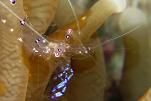 Ancylomenes sarasvati, Heliofungia actiniformis ou Euphyllia glabrescens, Waminoa sp.