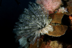 Crinoïde