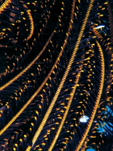 Crinoïde