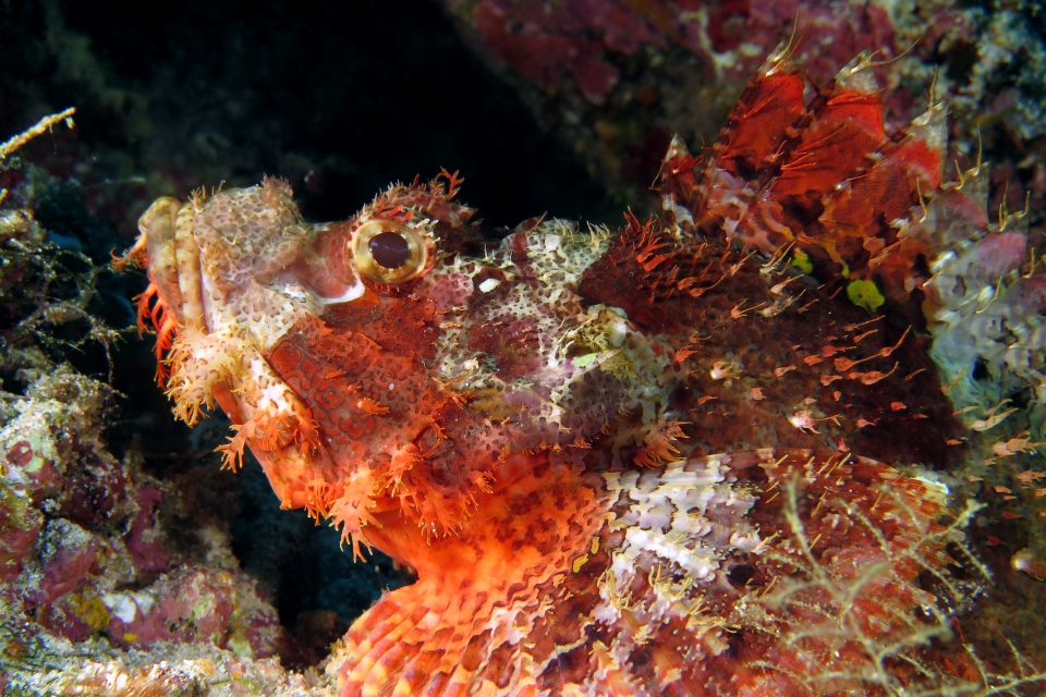 Scorpaenopsis oxycephala ou venosa